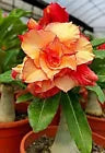 Load image into Gallery viewer, GOLDEN CARROT~ Adenium Obesum Grafted Desert Rose Plant