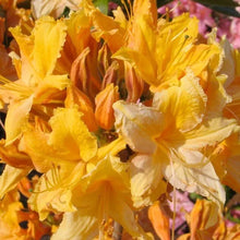 Load image into Gallery viewer, GOLDEN LIGHTS~Deciduous Azalea Rhododendron~Small Single Stem STARTER Plant