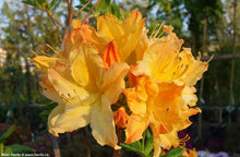 Load image into Gallery viewer, GOLDEN LIGHTS~Deciduous Azalea Rhododendron~Small Single Stem STARTER Plant