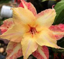 Load image into Gallery viewer, GOLDEN STAR Adenium Obesum Grafted Desert Rose Plant