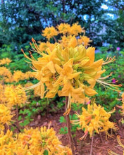 Load image into Gallery viewer, GOLD STRIKE Aromi Azalea/Rhododendron Deciduous SMALL Starter Plant (DORMANT!)