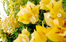 Load image into Gallery viewer, GOLD Live Well Rooted Bougainvillea STARTER plant