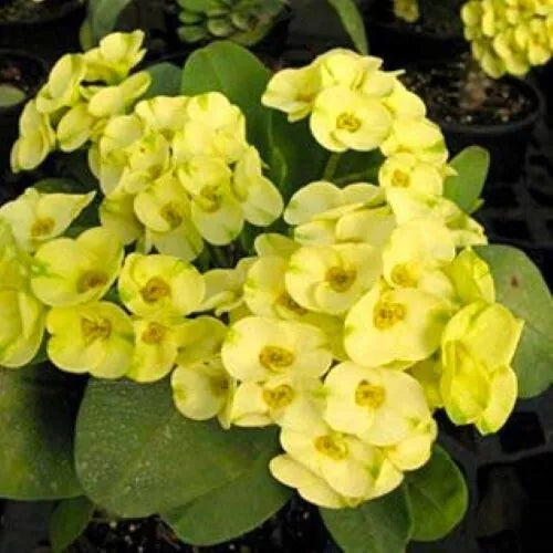 GREENLAND**Crown Of Thorns-Euphorbia Milii CHRIST PLANT SMALL ROOTED S   Hope's Flower Garden