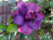 Load image into Gallery viewer, **GREEN'S BLUE'S**Camellia Japonica--Live STARTER Plant--EXTREMELY RARE PURPLE!!