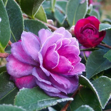 Load image into Gallery viewer, **GREEN'S BLUE'S**Camellia Japonica--Live STARTER Plant--EXTREMELY RARE PURPLE!!