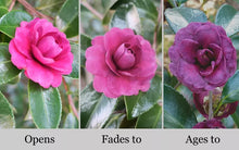 Load image into Gallery viewer, **GREEN'S BLUE'S**Camellia Japonica--Live STARTER Plant--EXTREMELY RARE PURPLE!!