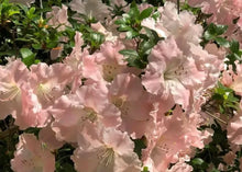 Load image into Gallery viewer, GWENDA Azalea Rhododendron Deciduous Starter Plant VERY RUFFLED SOFT PINK