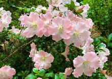 Load image into Gallery viewer, GWENDA Azalea Rhododendron Deciduous Starter Plant VERY RUFFLED SOFT PINK