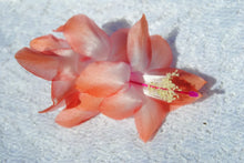 Load image into Gallery viewer, Georgia Peach Christmas Cactus/Thanksgiving Cactus Schlumbergera-Truncata Rooted STARTER Plant