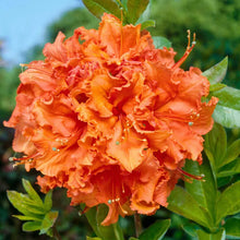 Load image into Gallery viewer, Gibraltar Deciduous Azalea/Rhododendron SMALL Rooted Starter Plant