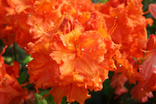 Load image into Gallery viewer, Gibraltar Deciduous Azalea/Rhododendron SMALL Rooted Starter Plant