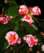 Load image into Gallery viewer, Gigantea~~Unique Bloom**Camellia Japonica-Live Starter Plant