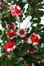 Load image into Gallery viewer, Gigantea~~Unique Bloom**Camellia Japonica-Live Starter Plant