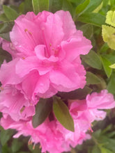 Load image into Gallery viewer, HALLIE Azalea/Rhododendron Deciduous Starter Plant ORCHID PINK TRIPLE BLOOMS