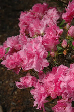 Load image into Gallery viewer, HALLIE Azalea/Rhododendron Deciduous Starter Plant ORCHID PINK TRIPLE BLOOMS