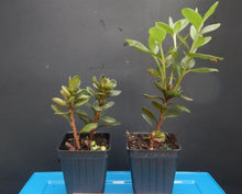 Load image into Gallery viewer, AMELIA ROSE Azalea Rhododendron Deciduous SMALL ROOTED Starter Plant