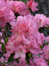 Load image into Gallery viewer, HAMPTON BEAUTY Azalea Rhododendron Deciduous Starter Plant RARE HEAVY BLOOMER