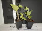 Load image into Gallery viewer, HELEN JOHNSON Live Well Rooted Bougainvillea STARTER plant