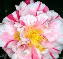 Load image into Gallery viewer, **HERME WHITE**Bicolor Bloom**Camellia Japonica-Live Starter Plant -USA SELLER