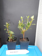 Load image into Gallery viewer, HILDA NIBLETT Azalea/Rhododendron Deciduous Starter Plant MULTI COLORS AT ONCE