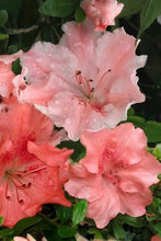 Load image into Gallery viewer, HILDA NIBLETT Azalea/Rhododendron Deciduous Starter Plant MULTI COLORS AT ONCE