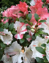 Load image into Gallery viewer, HILDA NIBLETT Azalea/Rhododendron Deciduous Starter Plant MULTI COLORS AT ONCE