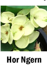 Load image into Gallery viewer, HOR NGERN**Crown Of Thorns-Euphorbia Milii*CHRIST PLANT SMALL ROOTED STARTER PLANT