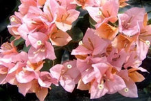 Load image into Gallery viewer, HUGH EVANS Live Well Rooted Bougainvillea STARTER plant