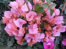 Load image into Gallery viewer, HUGH EVANS Live Well Rooted Bougainvillea STARTER plant