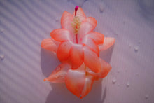 Load image into Gallery viewer, Hawaiian Sweetheart Christmas Cactus/Thanksgiving Cactus SchlumbergeraTruncata Rooted STARTER Plant