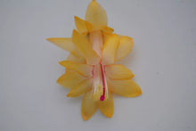 Load image into Gallery viewer, 4" Honolulu Sun-Christmas Cactus/Thanksgiving Cactus Schlumbergera Truncata Rooted STARTER Plant