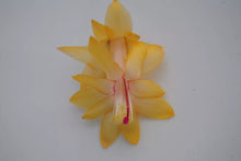 Load image into Gallery viewer, Honolulu Sun-Christmas Cactus/Thanksgiving Cactus-Schlumbergera Truncata-Rooted STARTER Plant