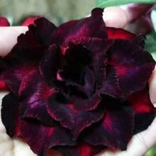 Load image into Gallery viewer, IMMORTALITY 2 Adenium Obesum Grafted Desert Rose Plant