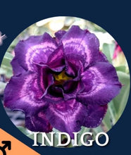 Load image into Gallery viewer, INDIGO Adenium Obesum Grafted Desert Rose Plant