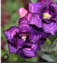 Load image into Gallery viewer, INDIGO Adenium Obesum Grafted Desert Rose Plant