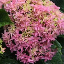 Load image into Gallery viewer, ~~INSPIRE~~Hydrangea Starter Plant~~ WHITE,SOFT PINK & LIME ALL AT ONCE!