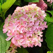 Load image into Gallery viewer, ~~INSPIRE~~Hydrangea Starter Plant~~ WHITE,SOFT PINK & LIME ALL AT ONCE!