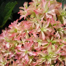 Load image into Gallery viewer, ~~INSPIRE~~Hydrangea Starter Plant~~ WHITE,SOFT PINK & LIME ALL AT ONCE!