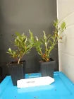 Load image into Gallery viewer, IVERYYANA Azalea Rhododendron Deciduous Starter Plant WHITE & PEACH STRIPED!