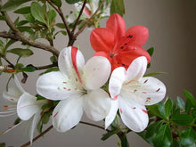 Load image into Gallery viewer, IVERYYANA Azalea Rhododendron Deciduous Starter Plant WHITE & PEACH STRIPED!