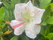 Load image into Gallery viewer, IVERYYANA Azalea Rhododendron Deciduous Starter Plant WHITE & PEACH STRIPED!