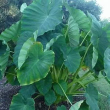 Load image into Gallery viewer, **JACKS GIANT** Elephant Ear Colocasia Esculenta Starter Plant**USA Seller**