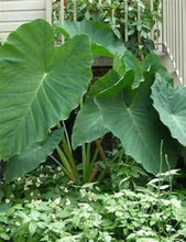 Load image into Gallery viewer, **JACKS GIANT** Elephant Ear Colocasia Esculenta Starter Plant**USA Seller**