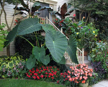 Load image into Gallery viewer, **JACKS GIANT** Elephant Ear Colocasia Esculenta Starter Plant**USA Seller**