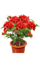 Load image into Gallery viewer, Jamaican Red Live Well Rooted Bougainvillea STARTER plant