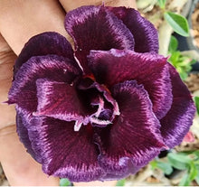Load image into Gallery viewer, JENDAMAK Desert Rose Adenium Obesum SMALL Rooted Seedling Plant