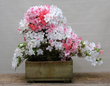 Load image into Gallery viewer, JOHGA~Deciduous Azalea Rhododendron~Rooted STARTER Plant