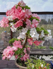 Load image into Gallery viewer, JOHGA~Deciduous Azalea Rhododendron~Rooted STARTER Plant