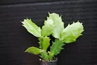 Load image into Gallery viewer, Polar Dancer Christmas Cactus/Thanksgiving Cactus Schlumbergera Truncata Rooted STARTER Plant