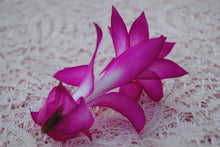 Load image into Gallery viewer, Japanese Dream Christmas Cactus/Thanksgiving Cactus Schlumbergera Truncata Rooted STARTER Plant